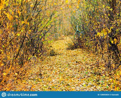Autumnal Forest Road Stock Photo Image Of Forest Yellowed 128693654