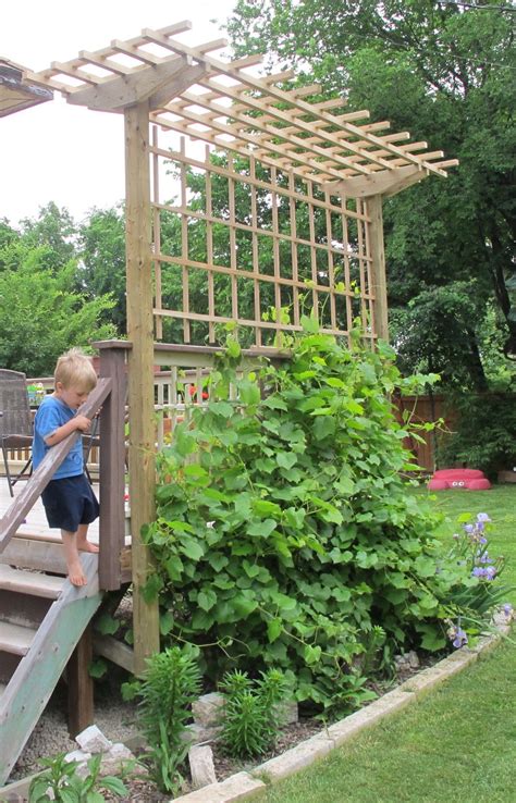We planted black monukka variety. DeckMan Custom Decks | Backyard trellis, Grape arbor ...
