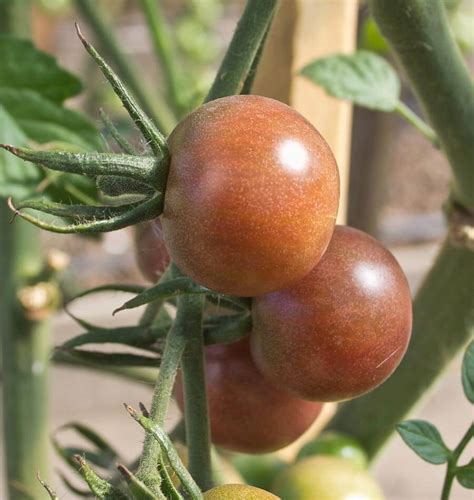 Black Cherry Tomato Seeds West Coast Seeds