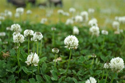 The leaves are grass like, but wider. The lawn is so over: Beautiful alternatives to consider ...