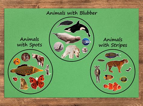 Teach Animal Groups with Stickers