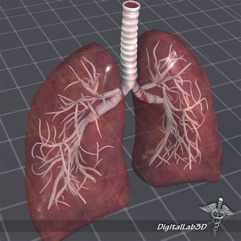 Lungs Anatomy 3d Model Max Obj 3ds Fbx C4d Lwo Lw Lws
