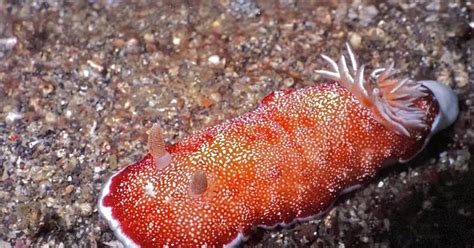 This Hermaphroditic Sea Slug Bites Off Its Own Or Its Partners Penis
