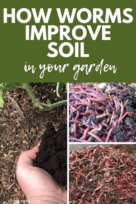 Amend garden soil for flowers and vegetables. How Worms Improve Soil in the Vegetable Garden: Best Soil ...