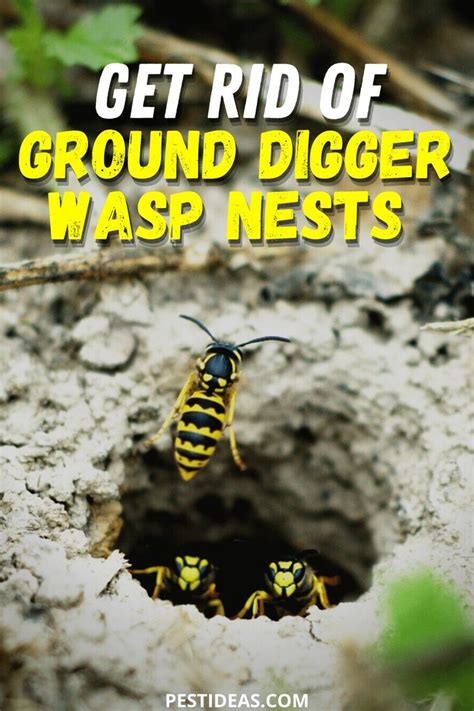 Get Rid Of Ground Digger Wasp Nests Getting Rid Of Bees Wasp Nest