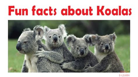 Fun Facts About Koalas For Kids Learn About Cute Koalas Koala