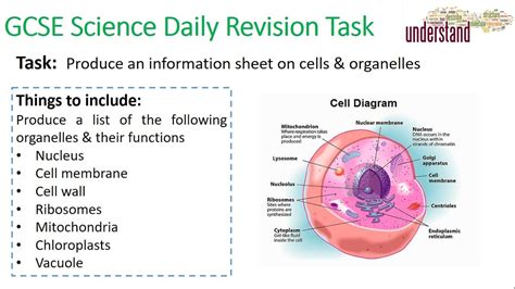 Gcse Science Daily Revision Task 1 Cells Youtube