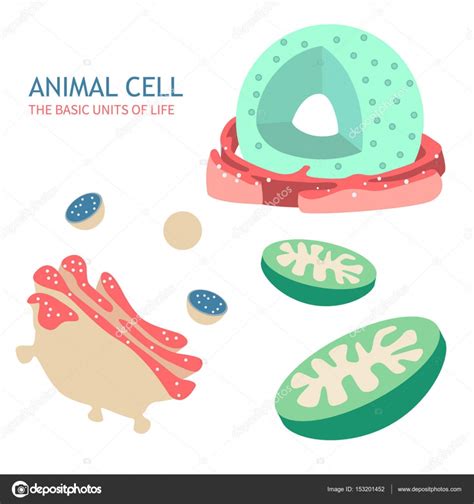 Anatomía De Células Animales Vector Gráfico Vectorial © Pui2motif