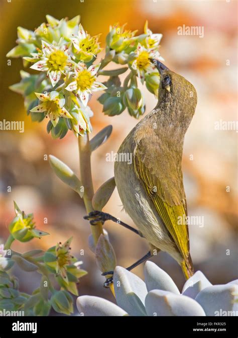 Australian Brown Honeyeater Bird Feeding On Nectar From A Succulent