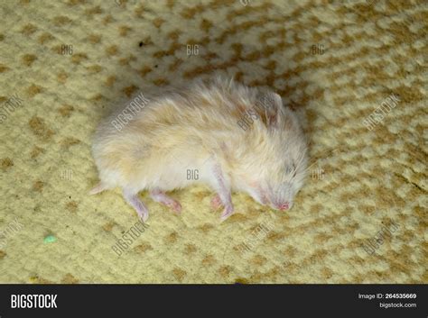 Dead Hamster Lying On Image And Photo Free Trial Bigstock