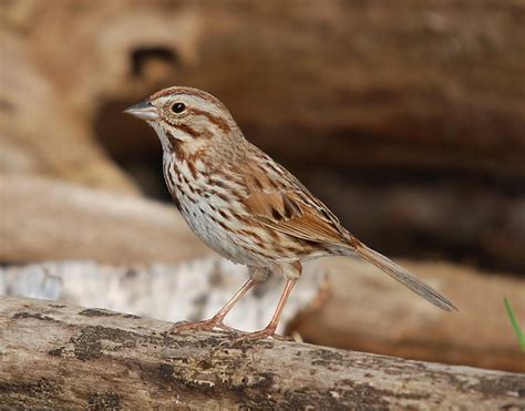 Ohio Birds And Biodiversity The Melodious Song Sparrow