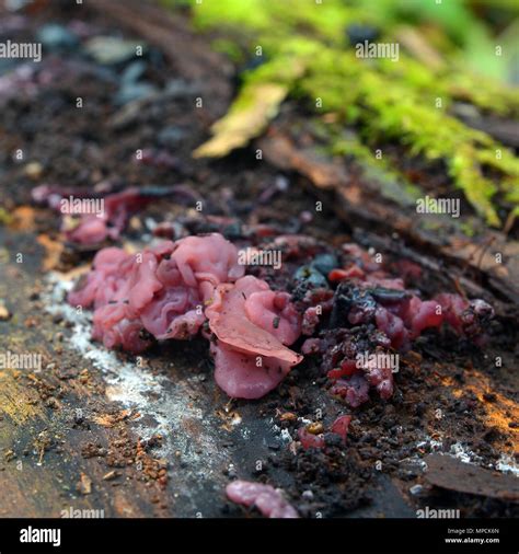 Ascocoryne Sarcoides Fungus The Purple Jellydisc Stock Photo Alamy