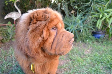 17 Best Images About Bear Coat Shar Pei Gallery On Pinterest Coats
