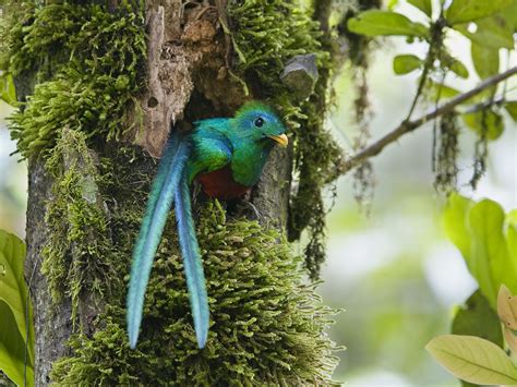 Amazing Animals Pictures Quetzalsone Of The Most Beautiful Birds On