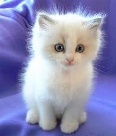 A Small White Kitten Sitting On Top Of A Blue Blanket With Its Eyes