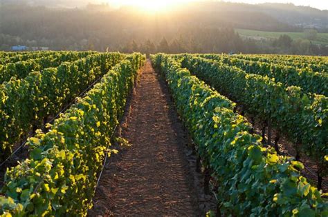 What Are The Best Oregon Wines By Variety And Region Vino Del Vida