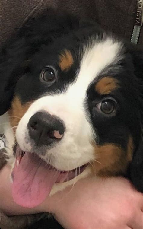 If you want a loyal companion for long hikes, this is a great. Pin by Leslie Snipes on Bernese Mountain Dogs in 2020 ...