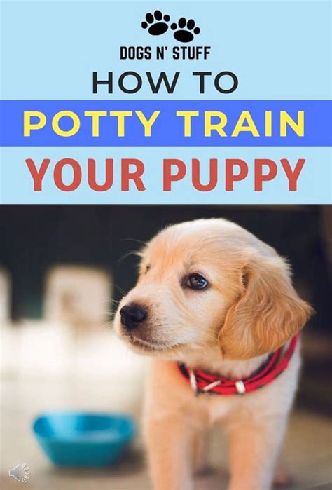 9 Successful Steps On How To Potty Train A Puppy Fast Video Video