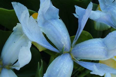 Fiestas san roque en llanes, del 14 al 16 de agosto 2014. Flores de Asturias. La Prida, San Roque del Acebal, Llanes ...
