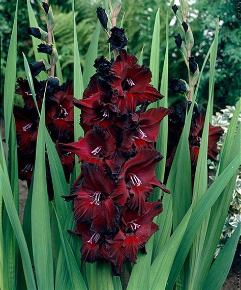 Maybe you would like to learn more about one of these? Take a look at this Black Beauty Gladiolus Bulb - Set of ...