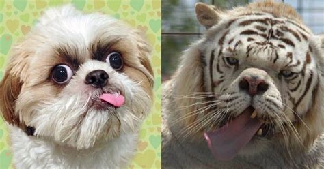 Down syndrome is a genetic defect that mainly effects humans, but it can occur in any animal, including dogs. Amazing photos of animals with Down syndrome - Dazzling News