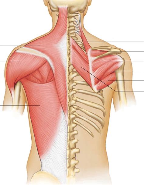 Over the jugular notch presternum formed in fig. Muscle Pictures I - No Labels | Chandler Physical Therapy