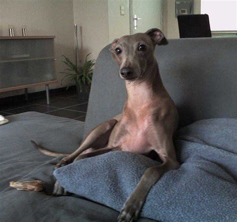 Over the last few years, biotin has become an increasingly popular supplement, especially among women. Why Is My Dog Losing Hair and What Should I Do About It