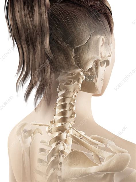 Human Cervical Spine Illustration Stock Image F0126866 Science