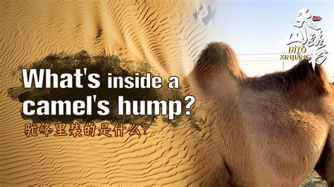 What S Inside A Camel S Hump Cgtn