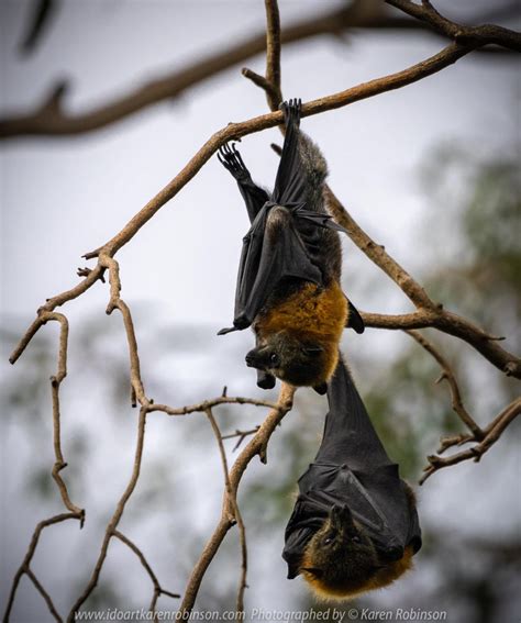 Kew Victoria Australia ‘flying Foxes At Yarra Bend Park