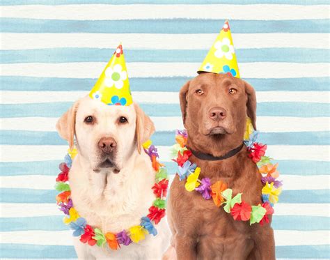 Dogs In Party Hats Free Stock Photo Public Domain Pictures