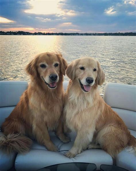 Love Goldens Retriever Puppy Dogs Golden Retriever Golden Retriever
