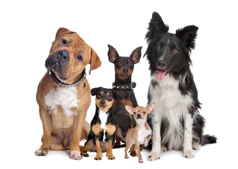 Why It's Important to Know Different Types of Dog Breeds