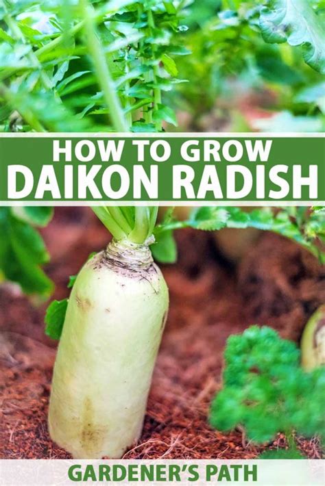 How To Grow Daikon Radish Gardeners Path