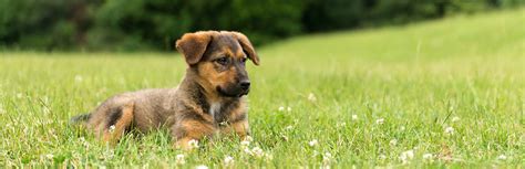 7 Steps To Keep Your Dog In Yard Without A Fence My Pet Needs That