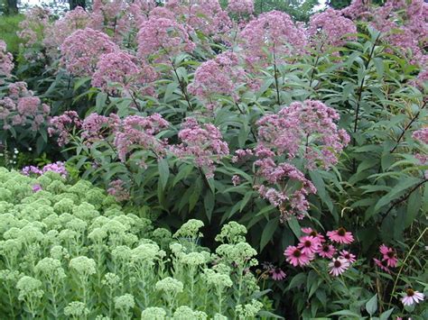 Keep seedbed moist for both germination and growth of seedlings, which will flower the. Mcall.com: Lehigh Valley Master Gardeners : Wildflower of ...