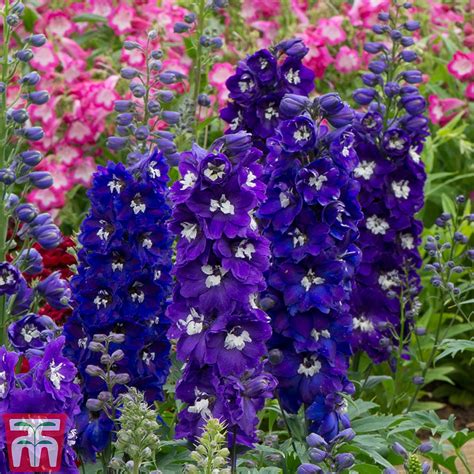 Delphinium Dark Blue And White Bee Thompson And Morgan