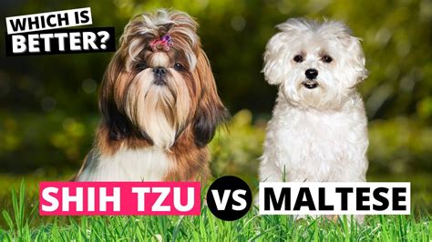 Shih Tzu Vs Maltese Which Is Better Youtube