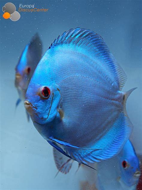 Blue Diamond Discus Diskusfische Aquarium Fische Aquarienfische