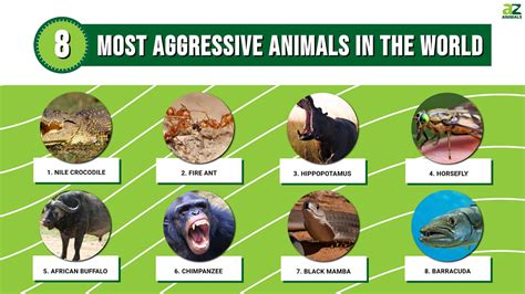 Top Eight Most Aggressive Animals In The World A Z Animals
