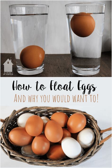 How To Float Eggs As For Me And My Homestead