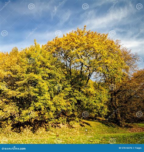 Beautiful Autumn Trees Stock Photo Image Of Nature Green 57616476