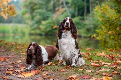 How Much Do English Springer Spaniels Shed? - Bird Pup Life