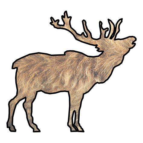 Elk Drawing Free Stock Photo Public Domain Pictures