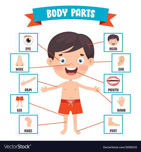 Human Body Parts Vocabulary In Spanish Vector Illustr Vrogue Co