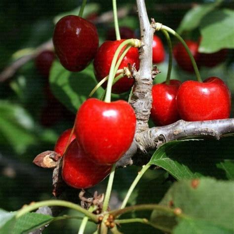 17 Different Types Of Cherries To Cook With Or Eat Fresh