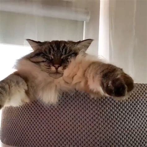 Siberian Cat Purring Disturbing Pets Animals Instagram Animales