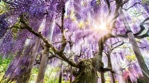 How To Grow And Care For A Wisteria Tree
