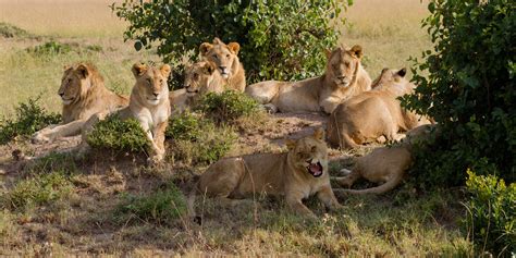 Big 5 Safari Animals What Are Africas Big 5 Where To Go On Big