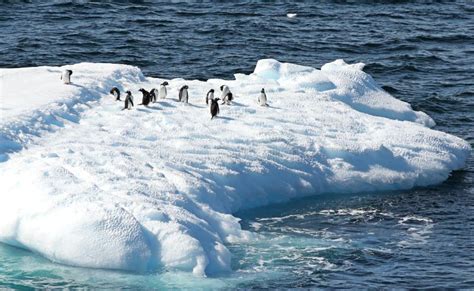 Penguins On Melting Iceberg Stock Image Image Of Animal Floats 5280195